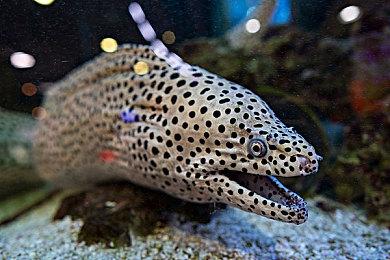 Steam畅销榜全球第一，《沙丘：觉醒》现已正式上线！